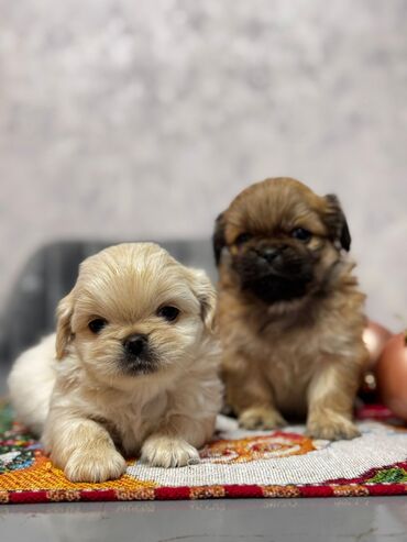 İtlər: Pekines, 2 ay, Erkek