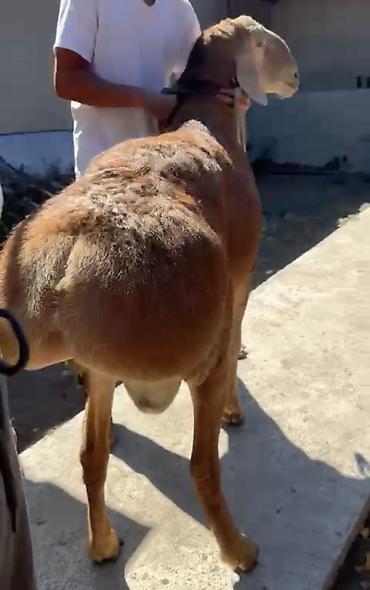 Баран, овца: Продаю | Баран (самец) | Арашан | Для разведения | Племенные, Осеменитель — 5