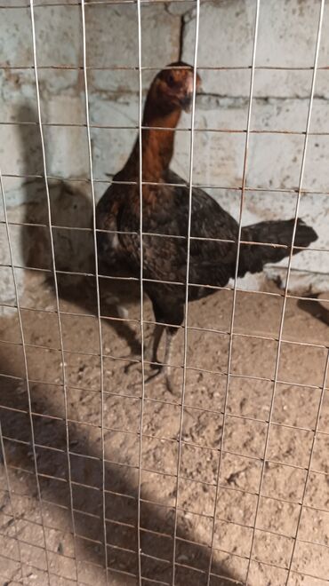 Toyuqlar: Toyuq, Damazlıq, Ünvandan götürmə — 4