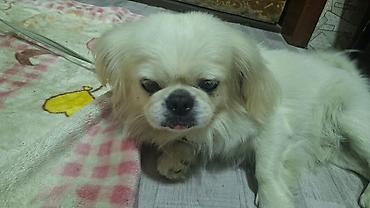 kicik heyvanlar: Pekines, 1 il, Erkək, Sənədli — 4