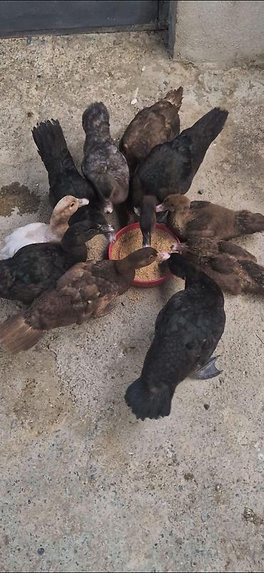 bengal cat: Salam Aleykum 2 Ay Yarimliq 4 Krasnadar 4 ZümRüD 1 Macar 1 — 3