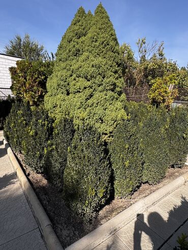 Продажа домов: Дом, 85 м², 4 комнаты, Собственник, Косметический ремонт — 24