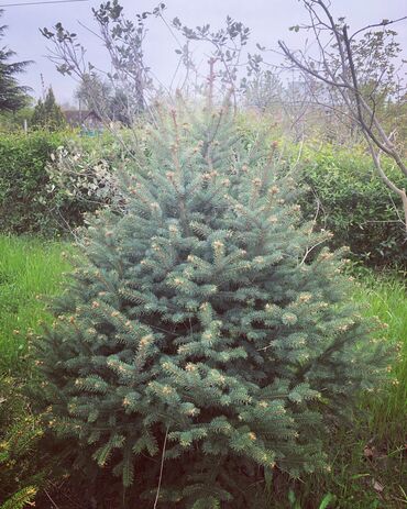Şitillər: Dekarativ agaclarin satiwi istenilen novde istenilen olcude var elave — 11