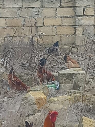 Toyuqlar: Toyuq, Damazlıq -da lalafo.az — 5 Toyuqlar: Toyuq, Damazlıq — 5