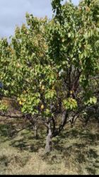 kiraye evlər əhmədli: 26 sot, Tikinti, Mülkiyyətçi, Kupça (Çıxarış)