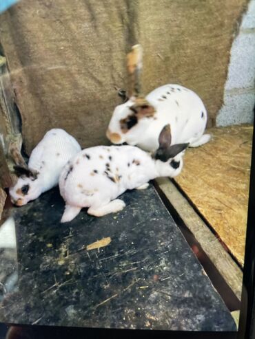 кролики баран: Продаю | Крольчиха (самка), Кролик самец, Крольчата | Серый великан, Белый великан, Фландр | На забой, Для разведения | Племенные