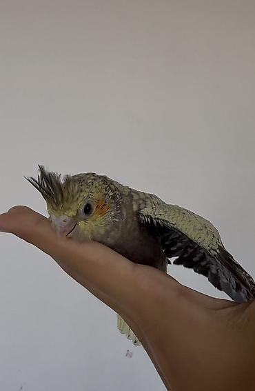 корелла: Sultan papuqayı (Cockatiel) balası. Şəkillərdə görünən quş boz, sarı — 2
