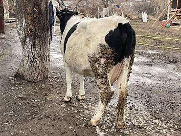 Коровы, быки: Продаю | Корова (самка) | Голштин | Для разведения, Для молока — 4