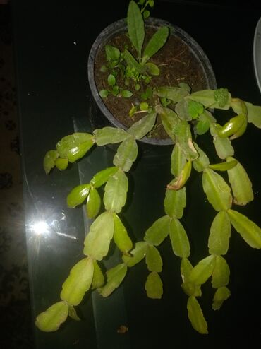 Ostale kućne biljke: Sobno cvece 500 dinara