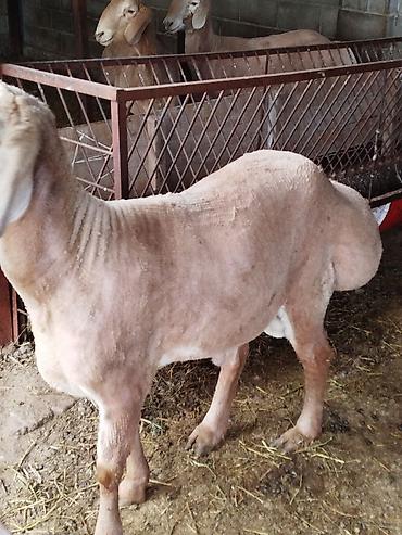 Баран, овца: Продаю | Баран (самец) | Для разведения — 8