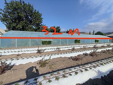 теплицы под ключ: Теплица туннельного типа 10×32 м, высота в коньке около 3 м — 1