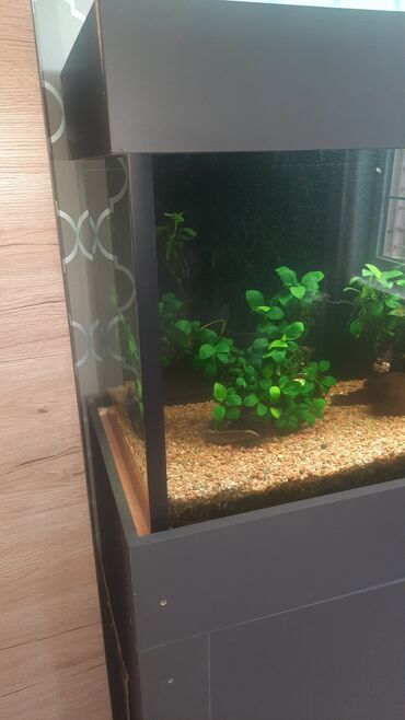 Аквариумы: Продаю запущенный аквариум на 400 л с тумбой в комплекте,из — 12
