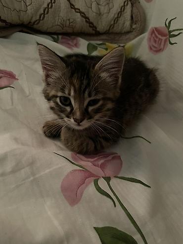 японская кошка: 2 месяца, Девочка, Приучена к лотку — 7