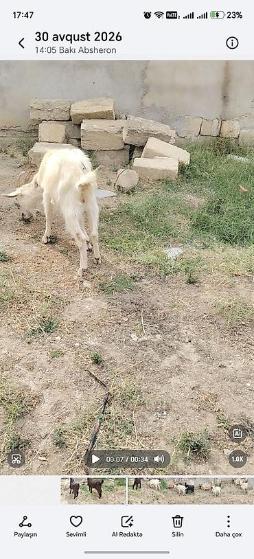 heyvan bazarları: Sarı bogazdı 1 ci qarın el kecileridi Məhsul təsviri: - Ağ və bej — 4