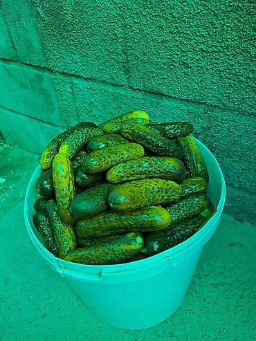 продам лук: Огурцы — 6