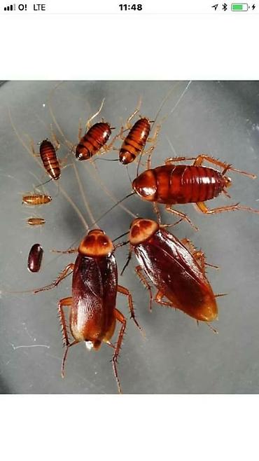 Дезинфекция, дезинсекция: Дезинфекция, дезинсекция, | Клопы, Тараканы, | Кафе, магазины, Квартиры, Дворы — 2