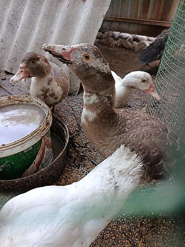 дакан яица: Продаю уток 2 месяца. 9 шт. скидки нет. кормлены кукурузой и пшеницей — 2