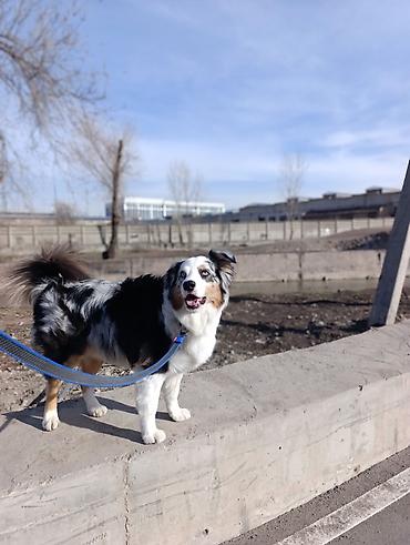 Другие услуги: 🐾 Лапки под присмотром — забота, как для своих.🐾 Я няня для ваших — 10