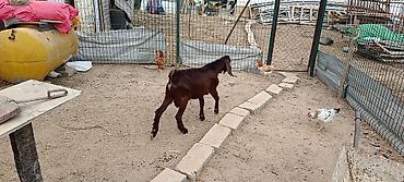 tovuz qusu səkilləri: Hələb keçi 🐐 7 aylıq — 6
