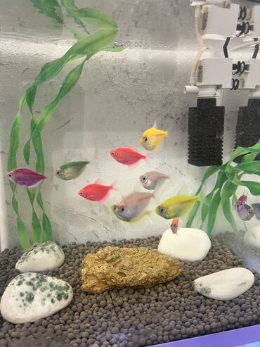 Balıqlar: Tetra balığı, Sülhsevər, Ödənişli çatdırılma -da lalafo.az — 10 Balıqlar: Tetra balığı, Sülhsevər, Ödənişli çatdırılma — 10