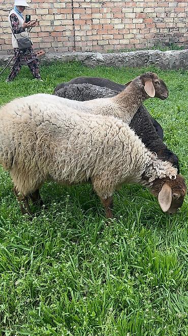 Баран, овца: Продаю | Ягненок | Для разведения — 5