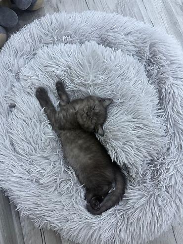 Кошки: Шотландская, Самка, Самец, В добрые руки, Бесплатная доставка, Платная доставка, Доставка в районы — 10