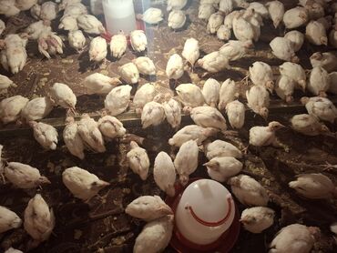 lalafo pişik satışı: Bildirçin cücələri, Ətlik, Ünvandan götürmə