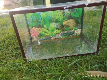 аквариум тумба: Аквариум небольшой примерно 45×25 высота 30см с крышкой, вместимость