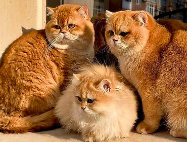 Продажа кошек: Британская короткошёрстная, 10 месяцев, Мальчик, Золотая шиншилла — 5