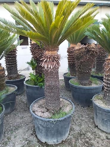 finiks palma: Saqo palması (Cycas revoluta) – iri plastik dibçəklərdə - Dekorativ — 4
