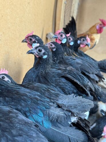купить кур леггорн: 🐣Продаю декоративные карликовые породы кур и петухов! Отличные