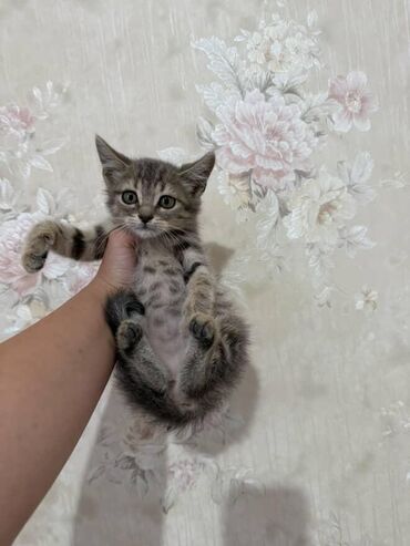 Pişiklər: Amerikan Shorthair, Dişi, Yaxşı əllərə — 20