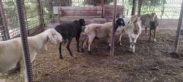 Бараны, овцы: Продаю | Баран (самец) | Эдильбаевская, Арашан | Для разведения | Племенные