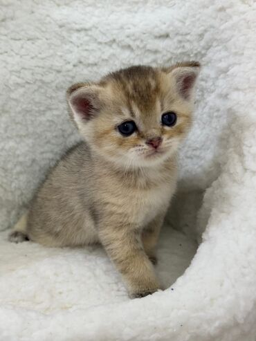 Pişiklər: Dişi, Erkək, Yaxşı əllərə, Ünvandan götürmə -da lalafo.az — 14 Pişiklər: Dişi, Erkək, Yaxşı əllərə, Ünvandan götürmə — 14