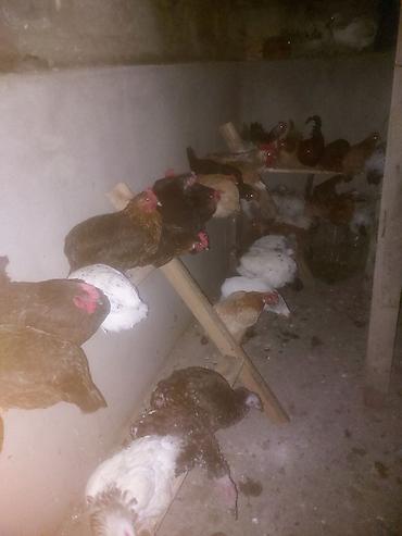 ucuz quzular: Toyuq, Yumurtalıq — 1