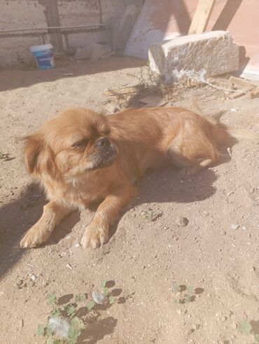 alman coban iti qiymeti: Pekines lalafo.az -da alman coban iti qiymeti: Pekines