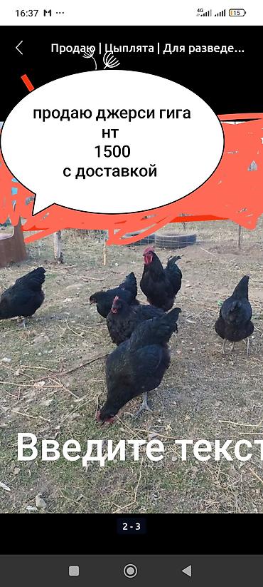 Куры, петухи: Продаю | Петух, Куры | Домашняя | На забой, Для разведения, Несушки — 19