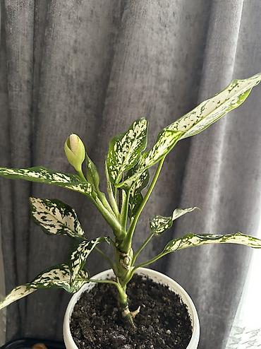 Аглаонемы: 1) сциндапсус расписной 500(с опорой металическая) 2) эпипрмиум — 9