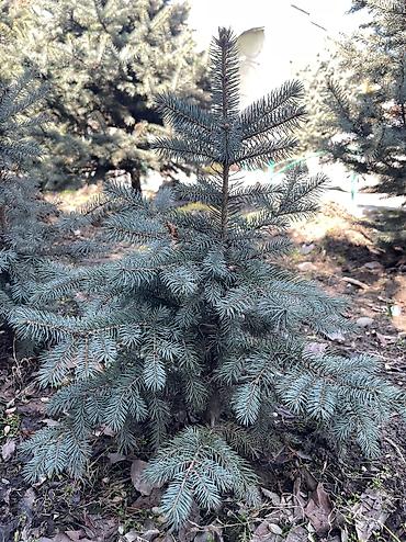 Декоративные деревья: Саженцы деревьев: Ели, Платная доставка, Самовывоз — 19