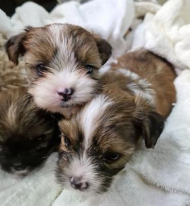 Продажа собак: ПРОДАЮТСЯ ЩЕНКИ ШИ-ТЦУ!!! 3 мальчика и 2 — 10