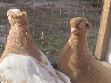 Другие с/х животные: Породные голуби с «чубом» и мощным зобом (дутыши/крякуны), окраска — 9