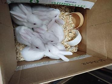 Dovşanlar: Dovşan yemi 2-azn Bala Dovşanlar 5azn. Apilka (Yonqar 1.50azn) — 2