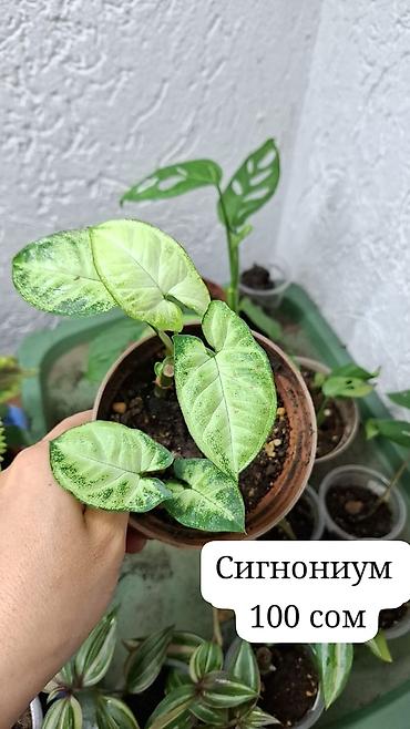 Сингониумдар: Комнатные растения в горшках: - Синадениума Гранта (сорт Rubra) — — 8