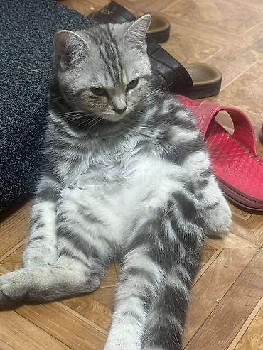 Кошки: Британская короткошёрстная, 4 месяца, Мальчик, Приучена к лотку — 5