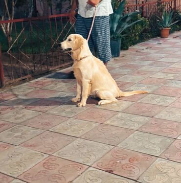 itləe: Retriever, 5 ay, Dişi, Peyvəndli, Ünvandan götürmə