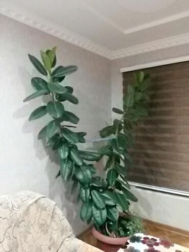 Fikus bitkisi.Gözəl görüntü və təmiz hava.Bakının Mərdəkan kəndindədi