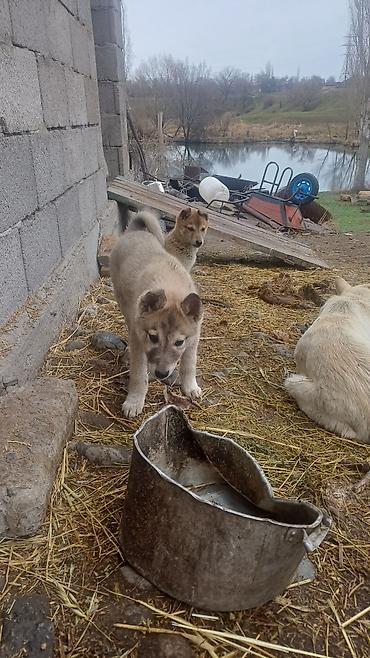 Продажа собак: Щенки Заподносибирской лайки, крепкие, с плотной шерстью, стоячими — 5