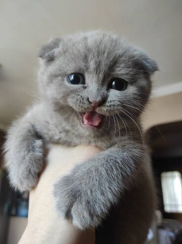 Pişiklər: Şotland yastı qulaq, Dişi, Erkək, Ünvandan götürmə — 19