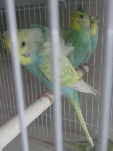 Tutuquşları: Yaponiclər cüt 50-60-70 azn — 12