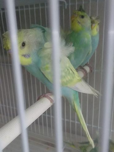 Tutuquşları: Yaponiclər cütü 50-60-70 azn
Bala verəndə var kəvən quşlarda — 7